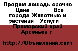 Продам лошадь срочно › Цена ­ 30 000 - Все города Животные и растения » Услуги   . Приморский край,Арсеньев г.